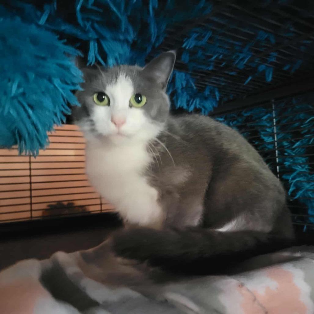 Enlarge Dani, a Adoptable Domestic Short Hair in Harrisonburg, VA image 4/4