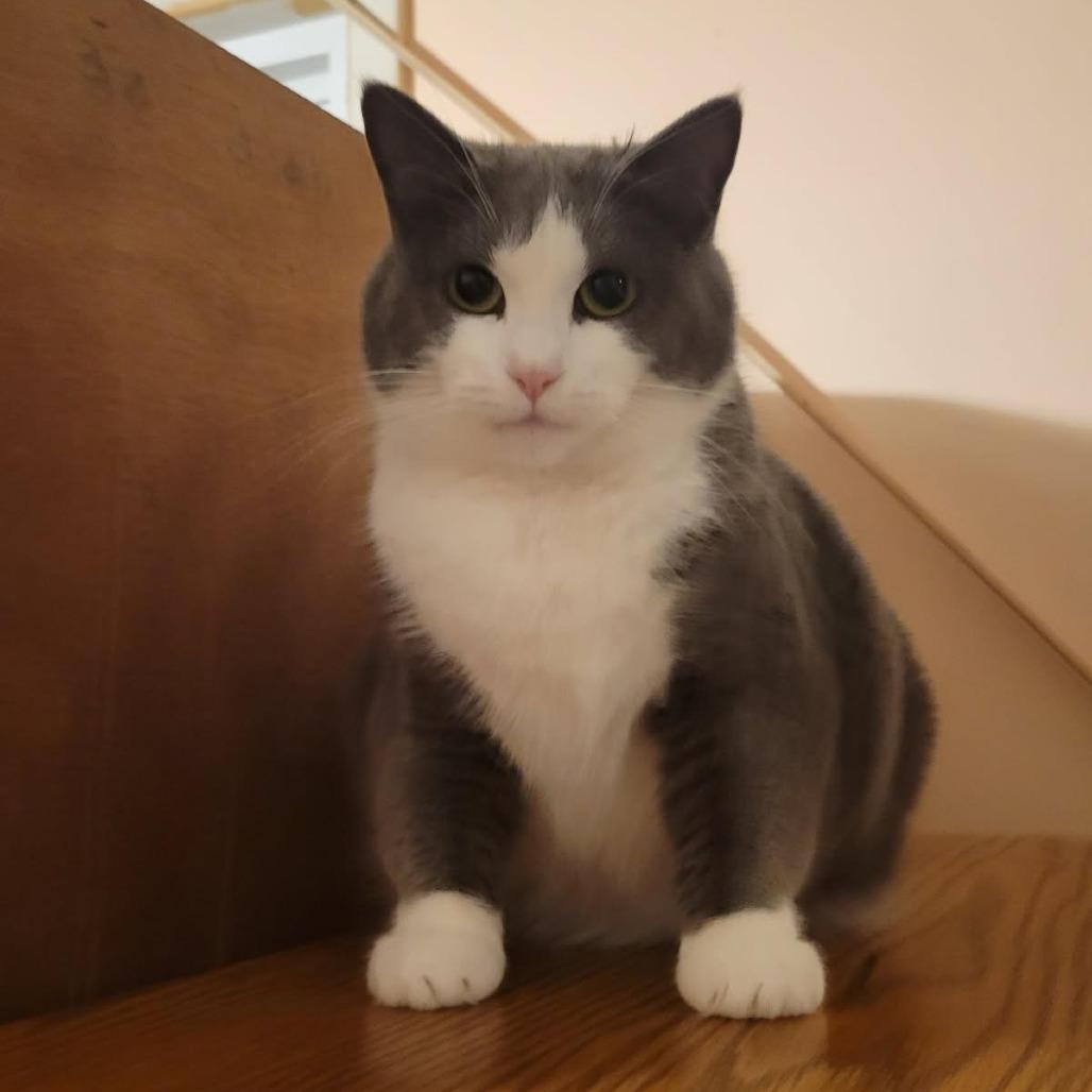 Enlarge Dani, a Adoptable Domestic Short Hair in Harrisonburg, VA image 5/5