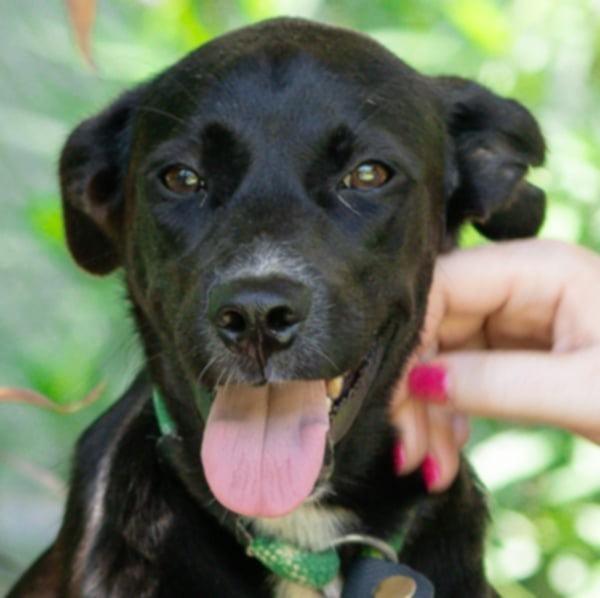 Vanillish (Soi Dog), Young Female Labrador Retriever