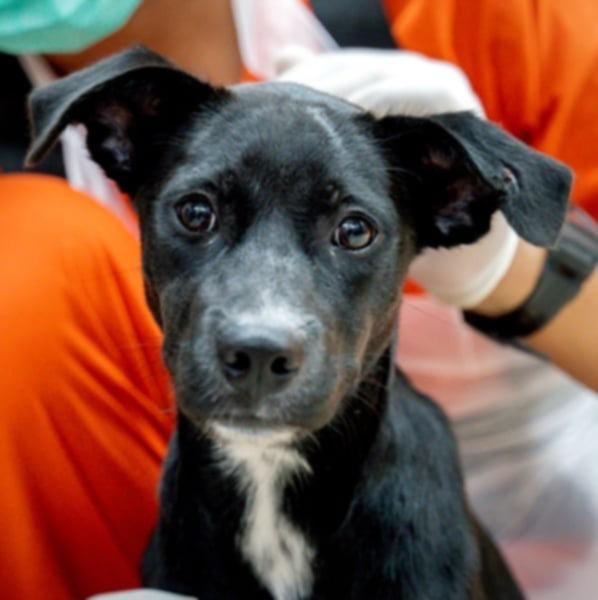 Vanillish (Soi Dog) photo 3