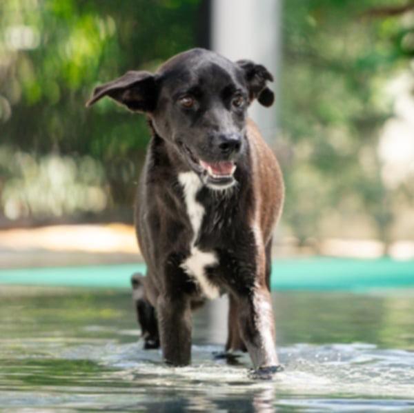 Vanillish (Soi Dog) photo 2