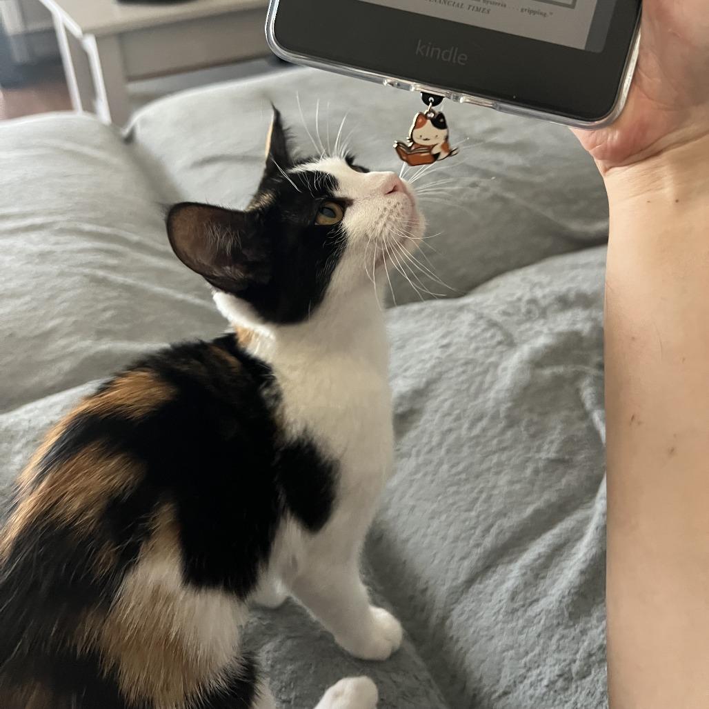 Enlarge Biscotti, a Adoptable Domestic Short Hair in Garden Grove, CA image 1/1