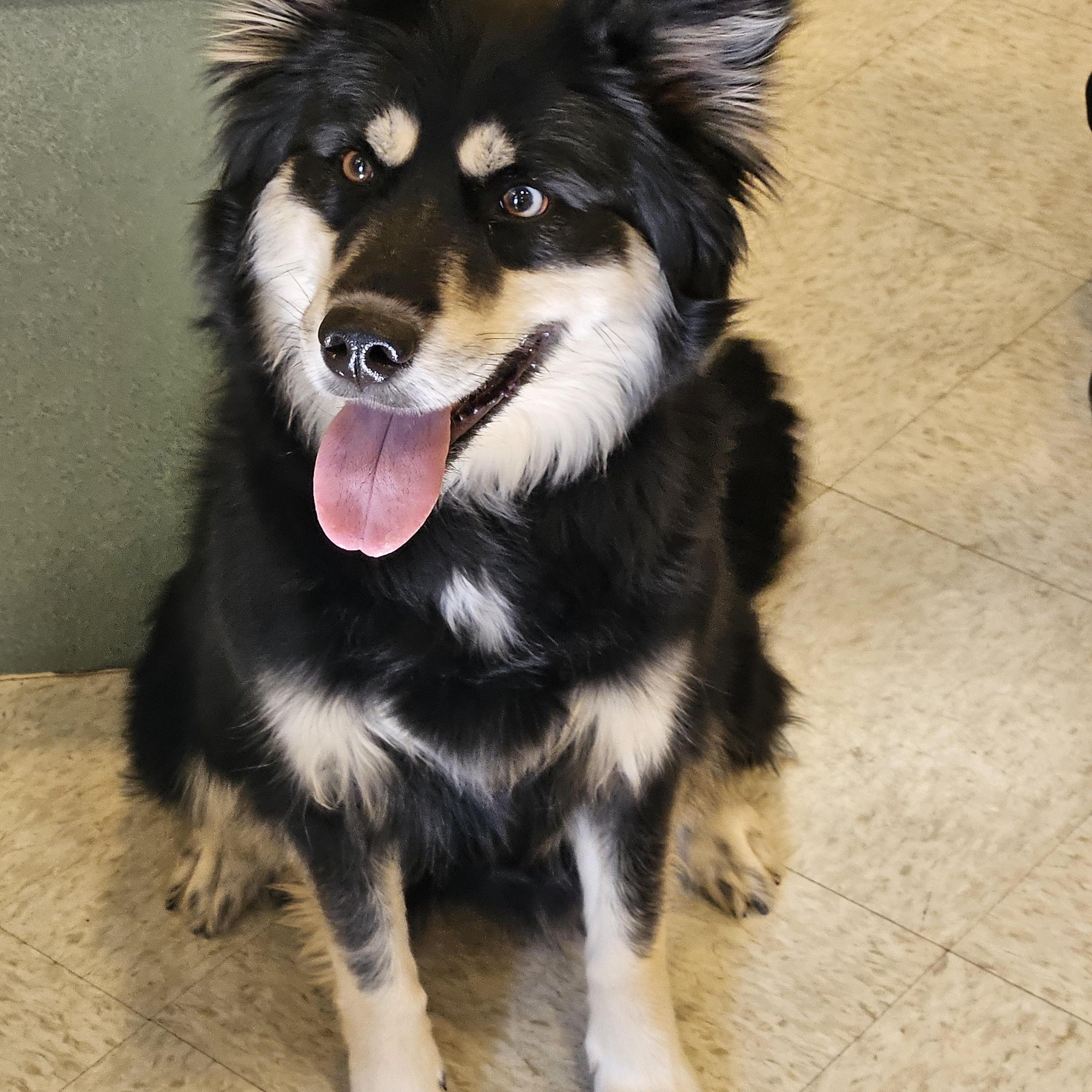 Enlarge Jazzy, a ADOPTABLE mixed breed in Bluffton, IN image 1/1