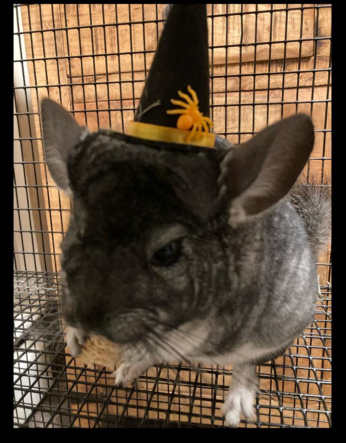 Enlarge Chi chi, a Adoptable Chinchilla in Atlantic Highlands, NJ image 1/2