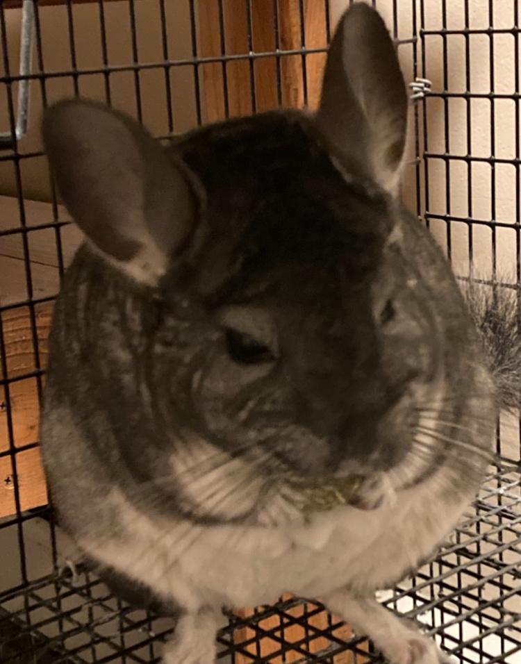 Enlarge Chi chi, a Adoptable Chinchilla in Atlantic Highlands, NJ image 2/2