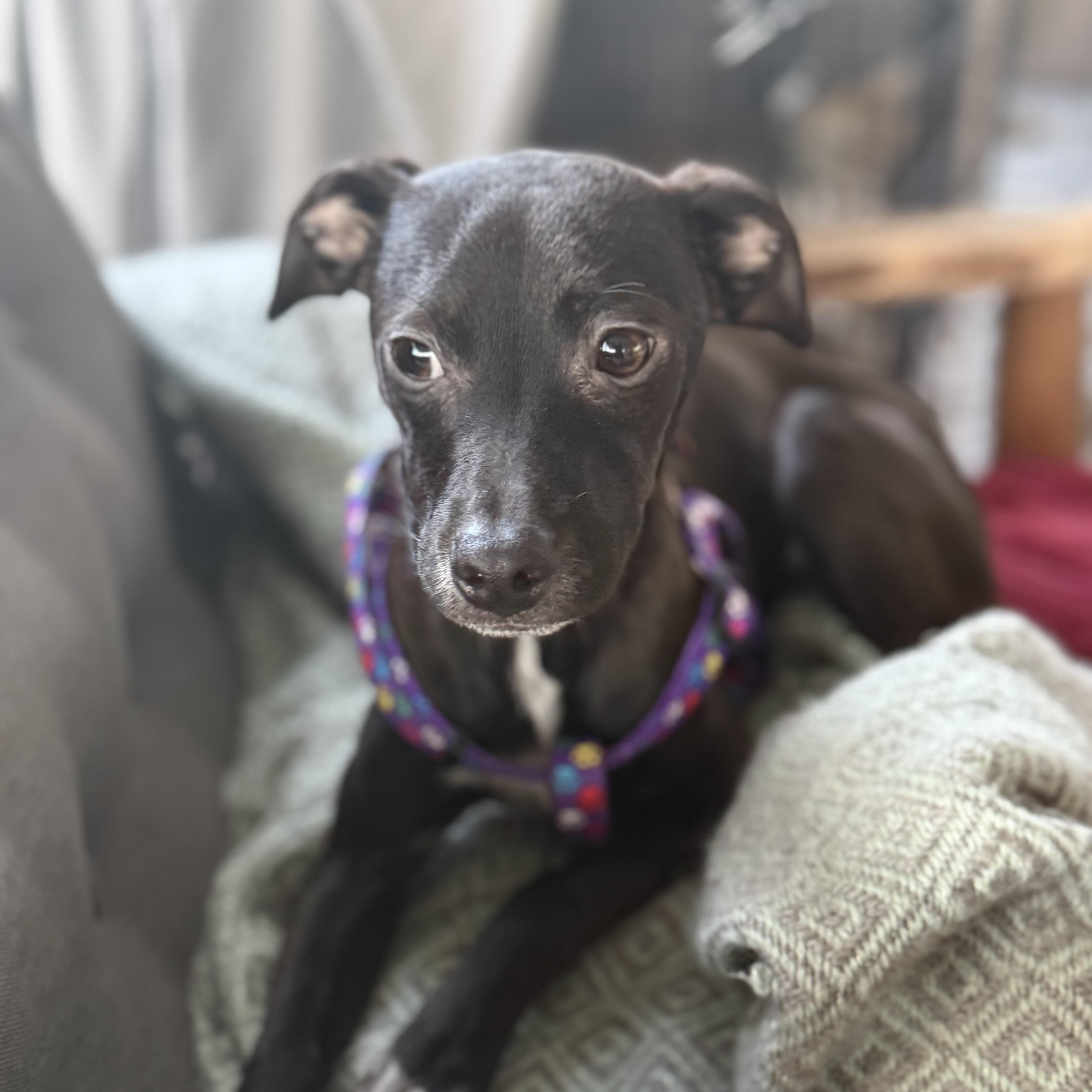 Enlarge Olly, a ADOPTABLE mixed breed in San Diego, CA image 2/4