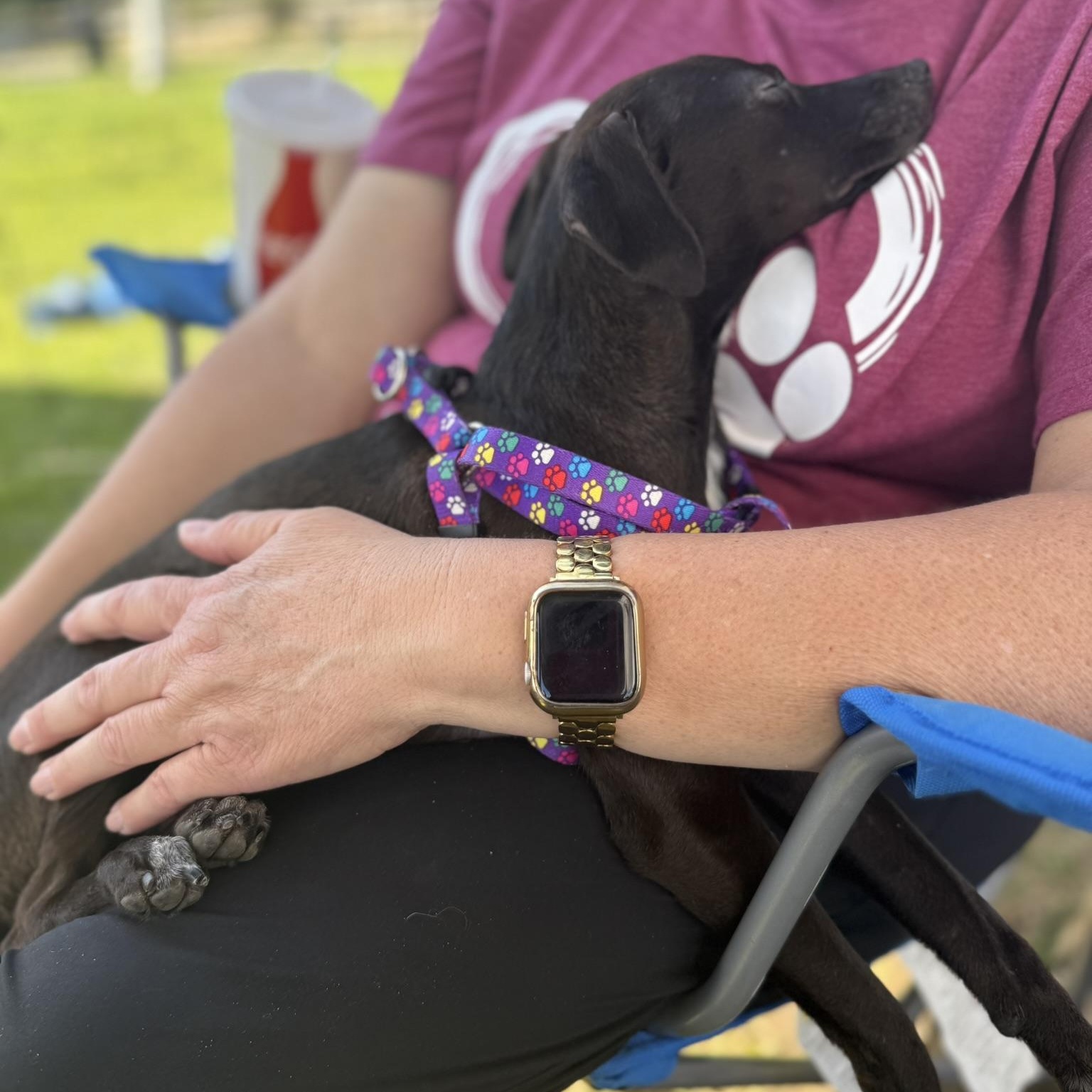 Enlarge Olly, a ADOPTABLE mixed breed in San Diego, CA image 3/4