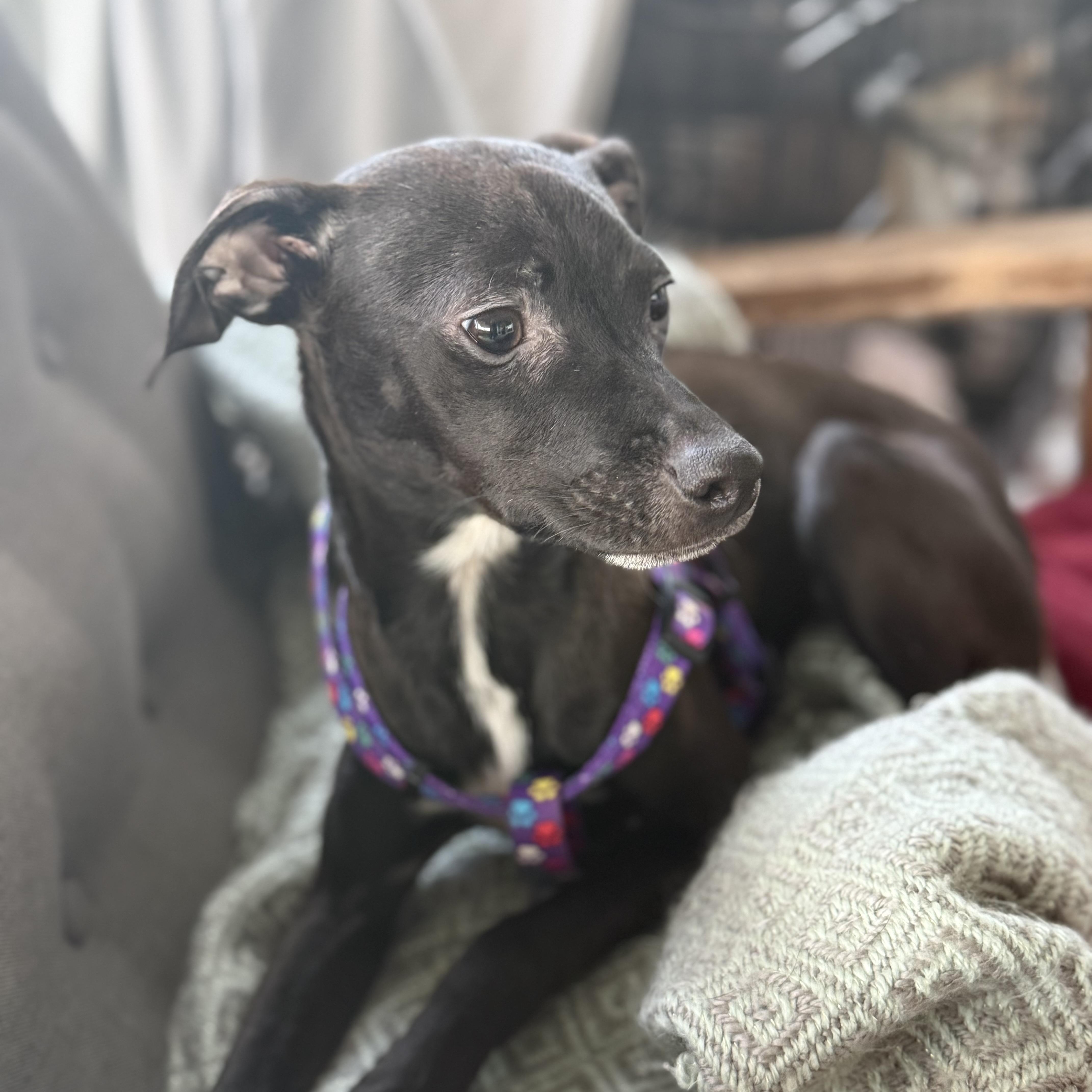 Enlarge Olly, a ADOPTABLE mixed breed in San Diego, CA image 4/4