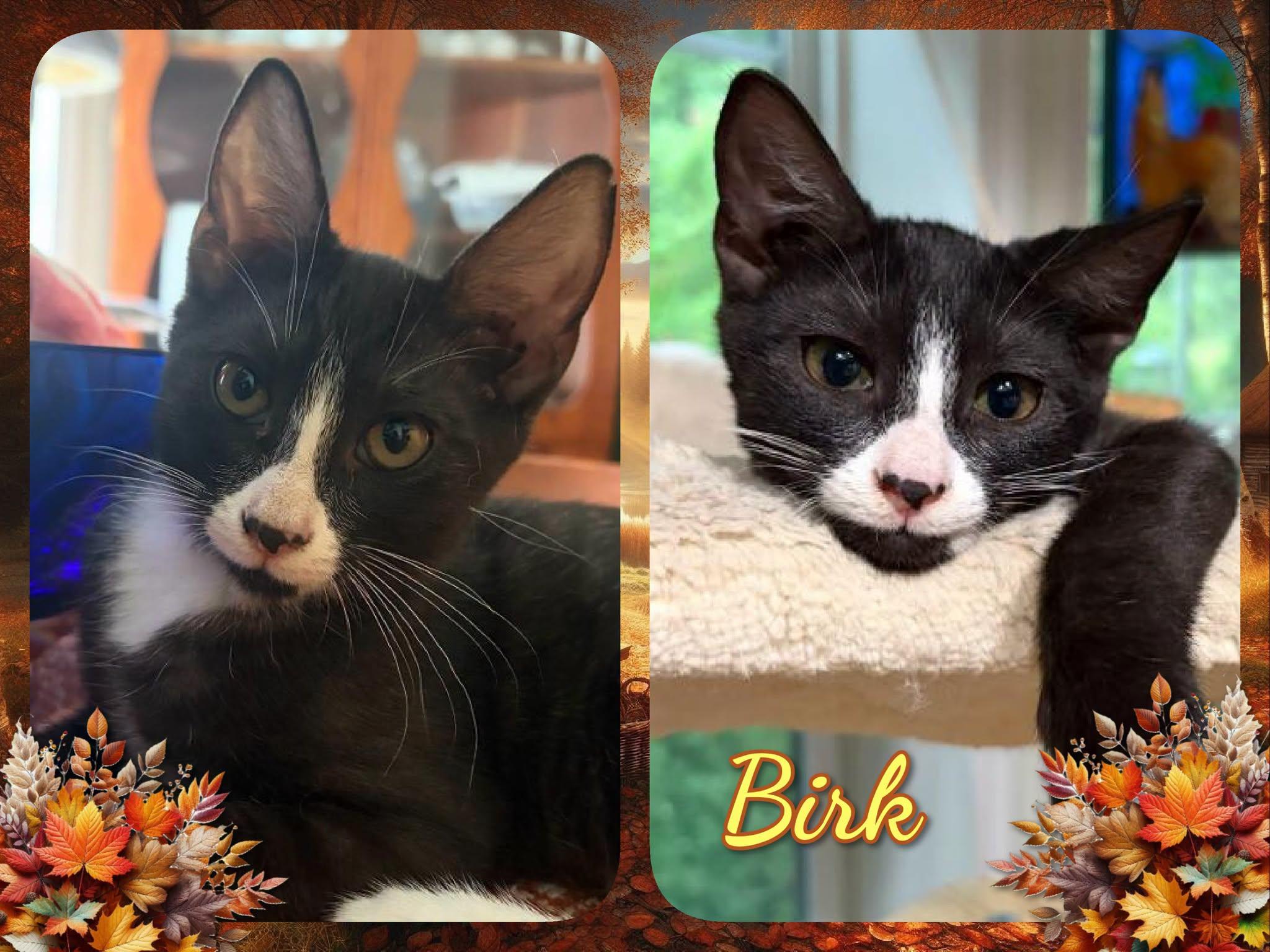 Enlarge Birk, a Adoptable Domestic Short Hair in Corinth, NY image 1/1