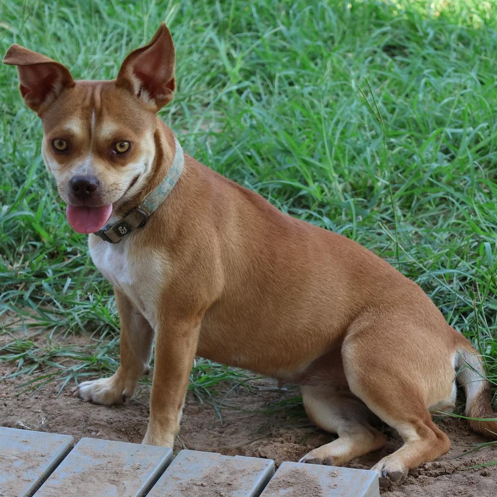 Muffin, a Adoptable mixed breed in Richmond, TX image 5/6
