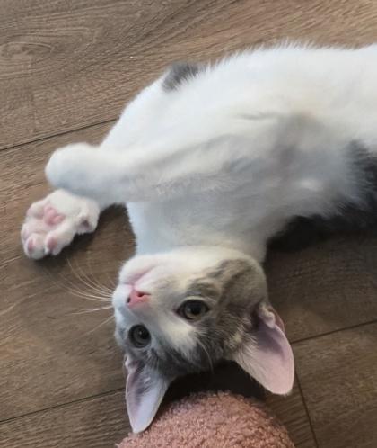 Enlarge Zachary, a Adoptable mixed breed in Lawrenceville, GA image 2/3