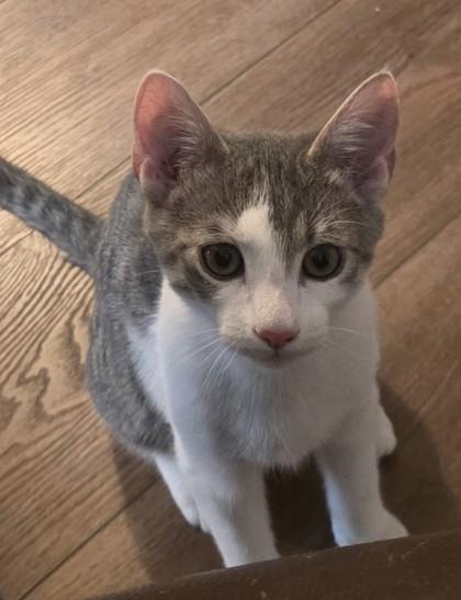 Enlarge Zachary, a Adoptable mixed breed in Lawrenceville, GA image 3/3