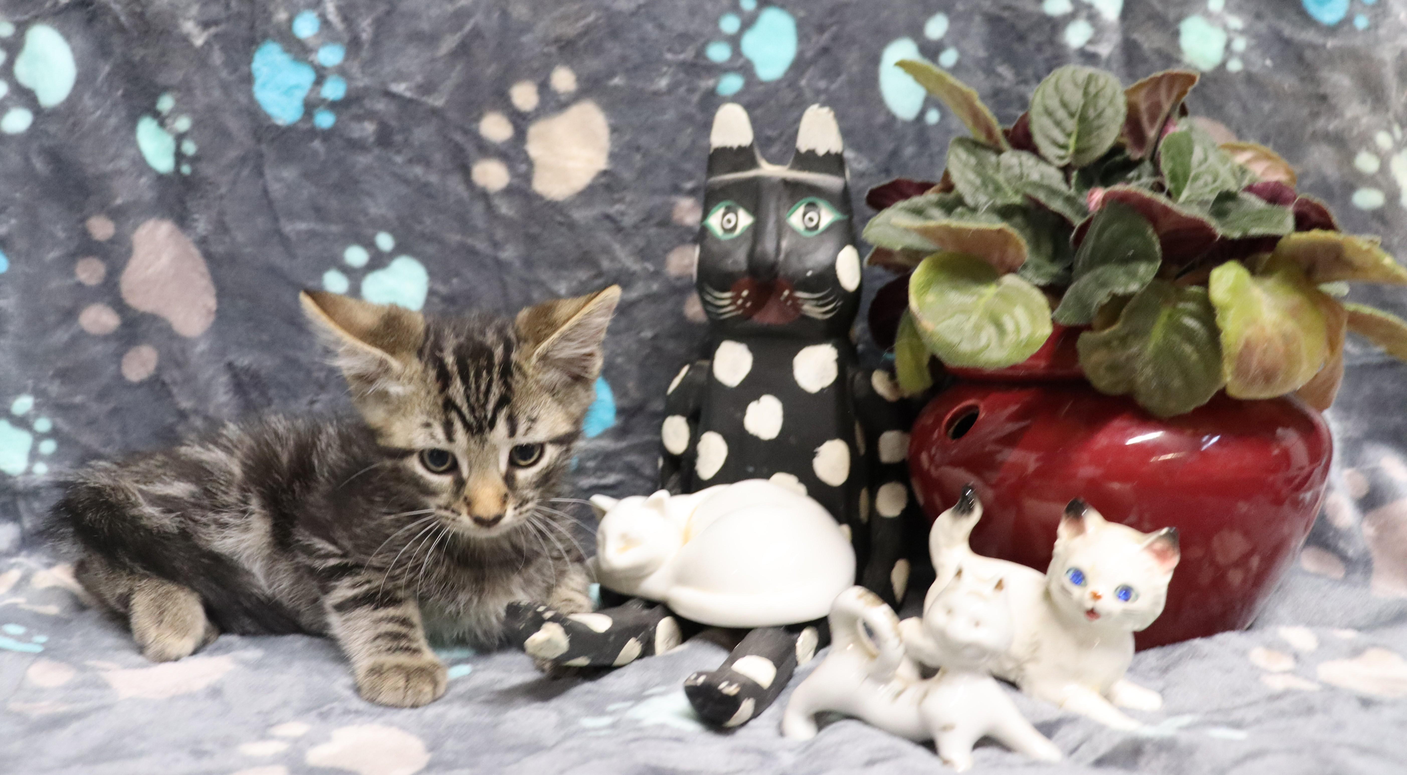 Enlarge Moe, a Adoptable Tiger in Suffern, NY image 5/5