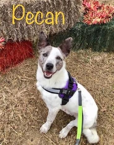 Enlarge Pecan, a ADOPTABLE mixed breed in Denton, TX image 1/1