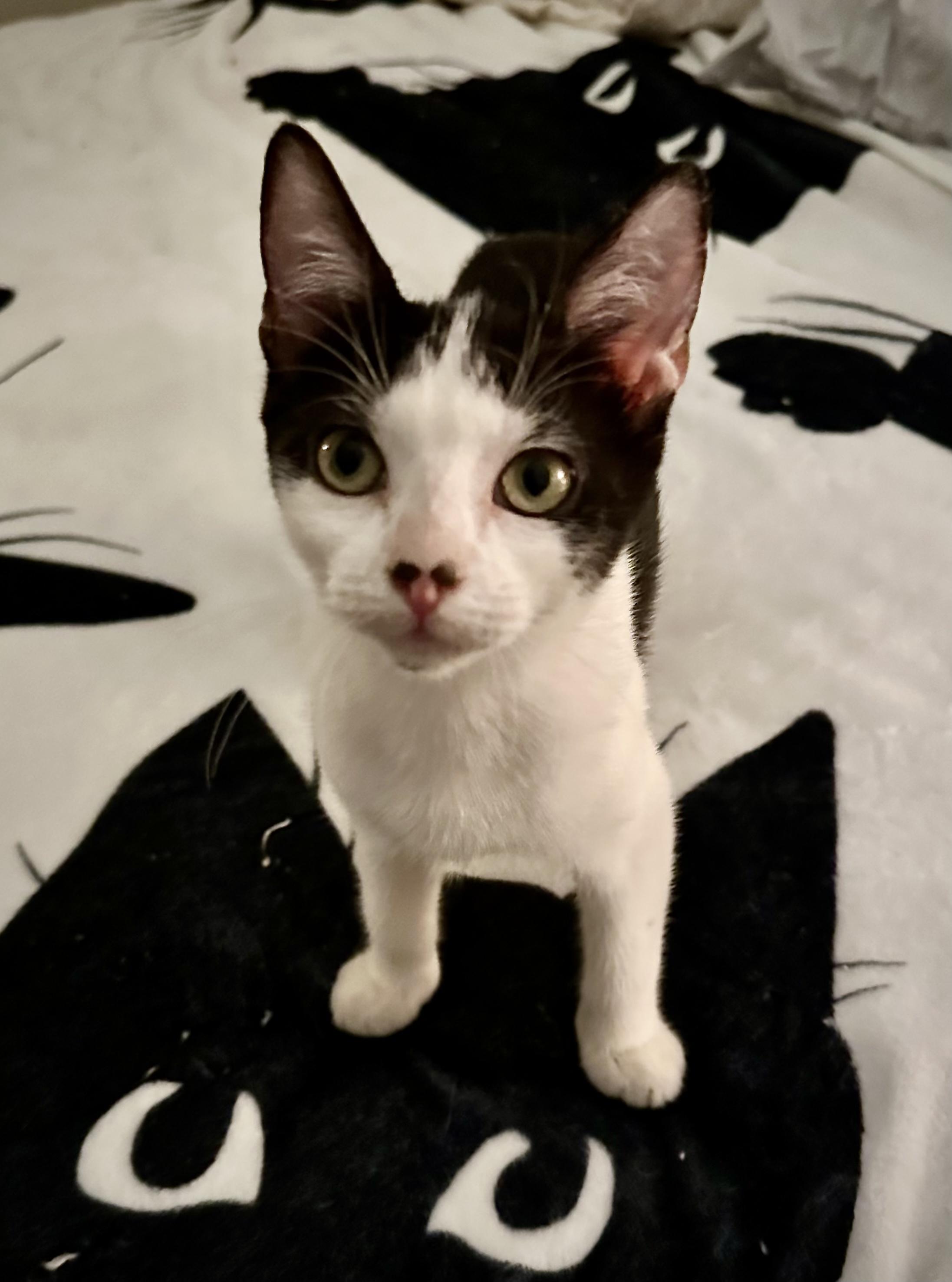 Queen Frostine, ADOPTABLE, Kitten Female Domestic Short Hair.