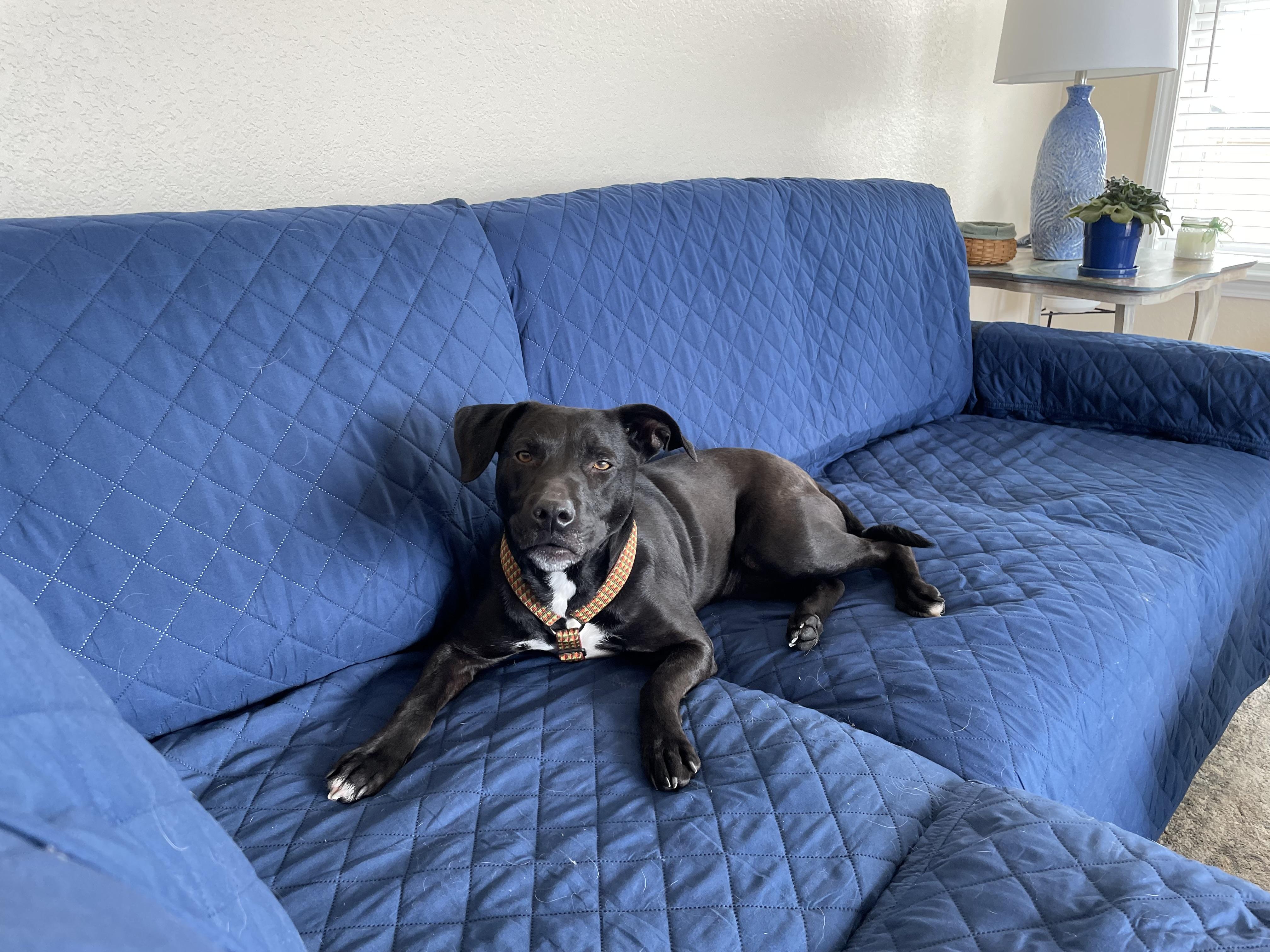 Lola, ADOPTABLE, Adult Female Mixed Breed.