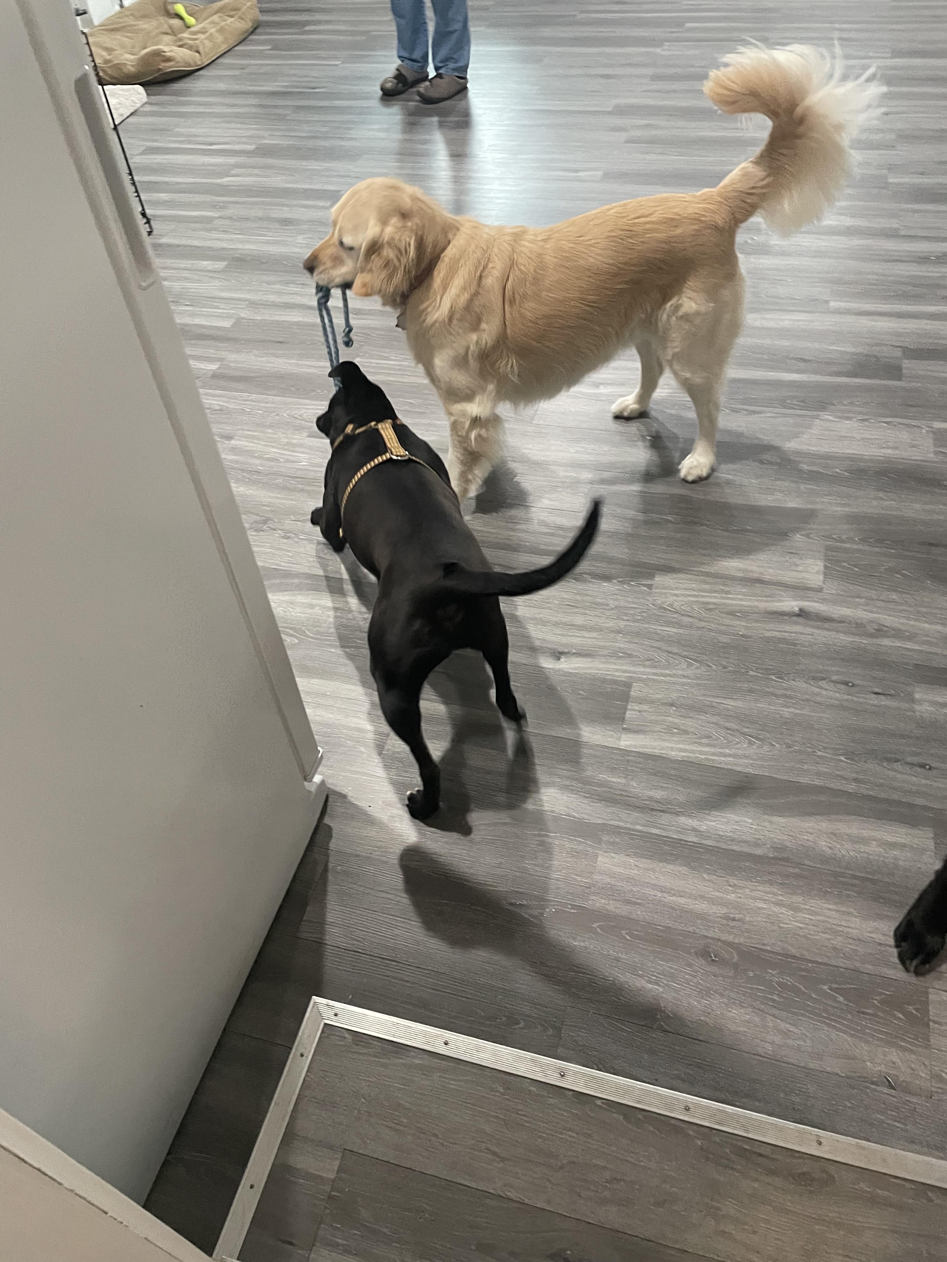 Enlarge Lola, a ADOPTABLE Mixed Breed in Grandy, NC image 4/5