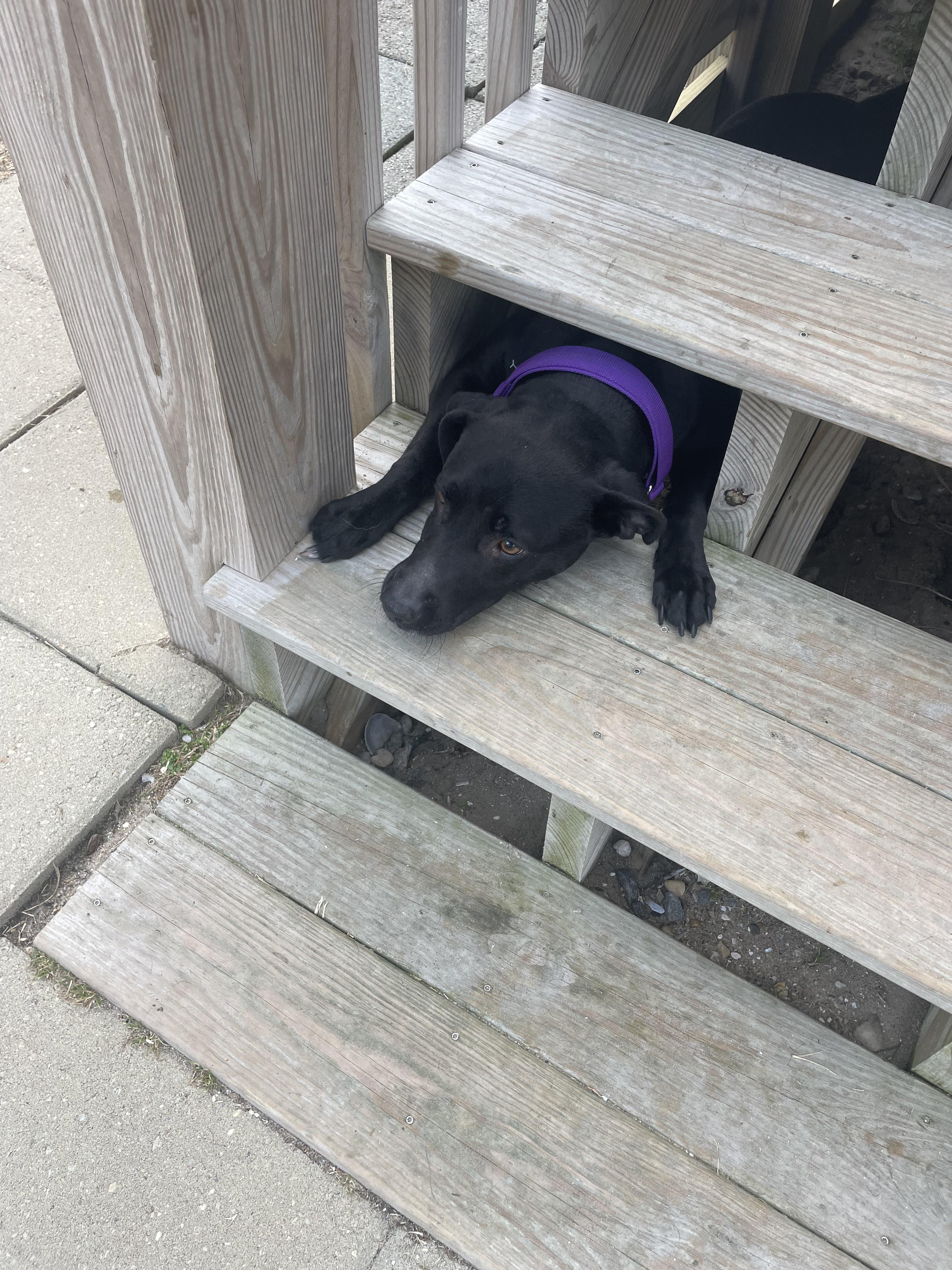 Enlarge Lola, a ADOPTABLE Mixed Breed in Grandy, NC image 5/5