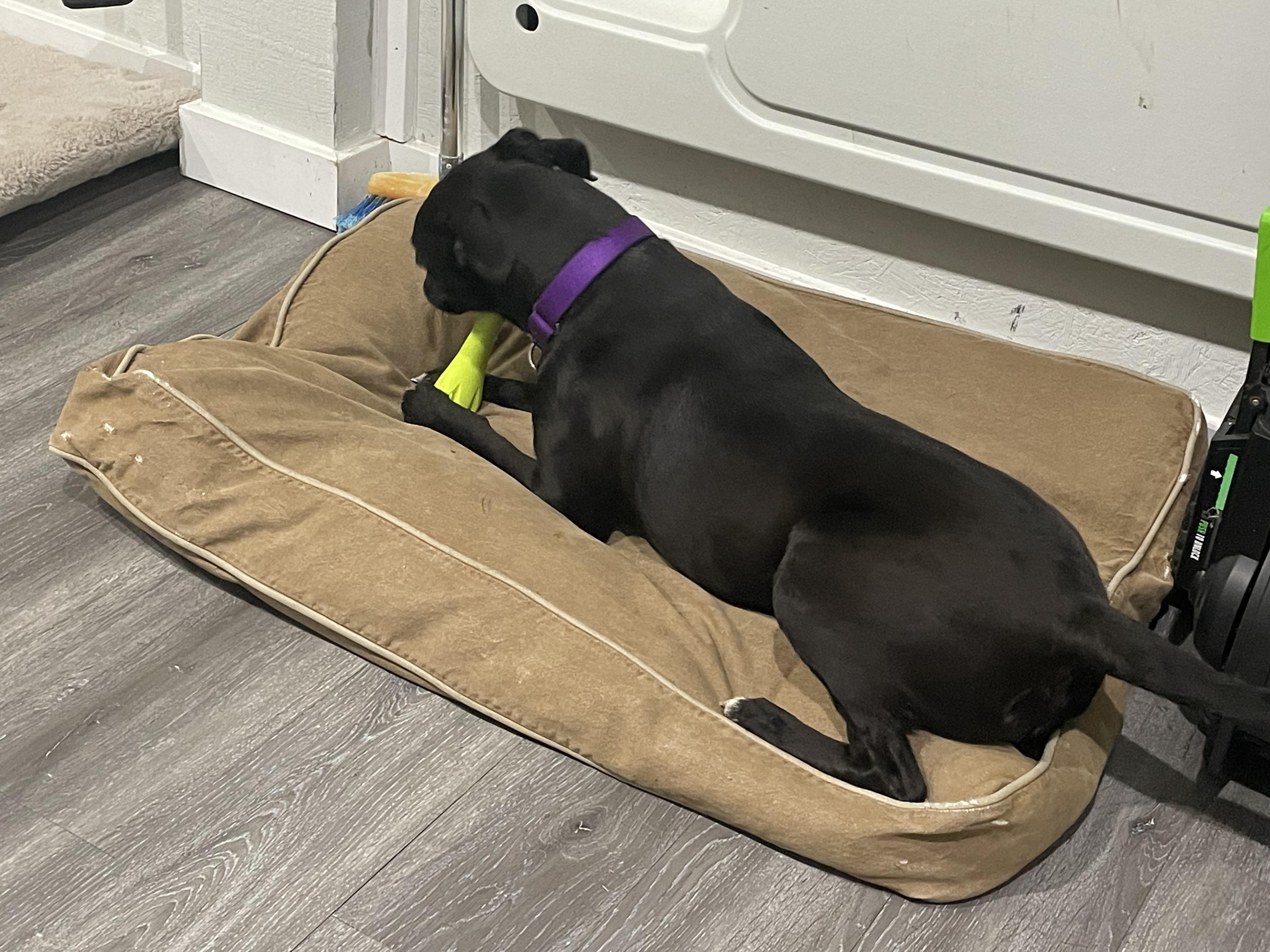 Enlarge Lola, a ADOPTABLE Mixed Breed in Grandy, NC image 3/5