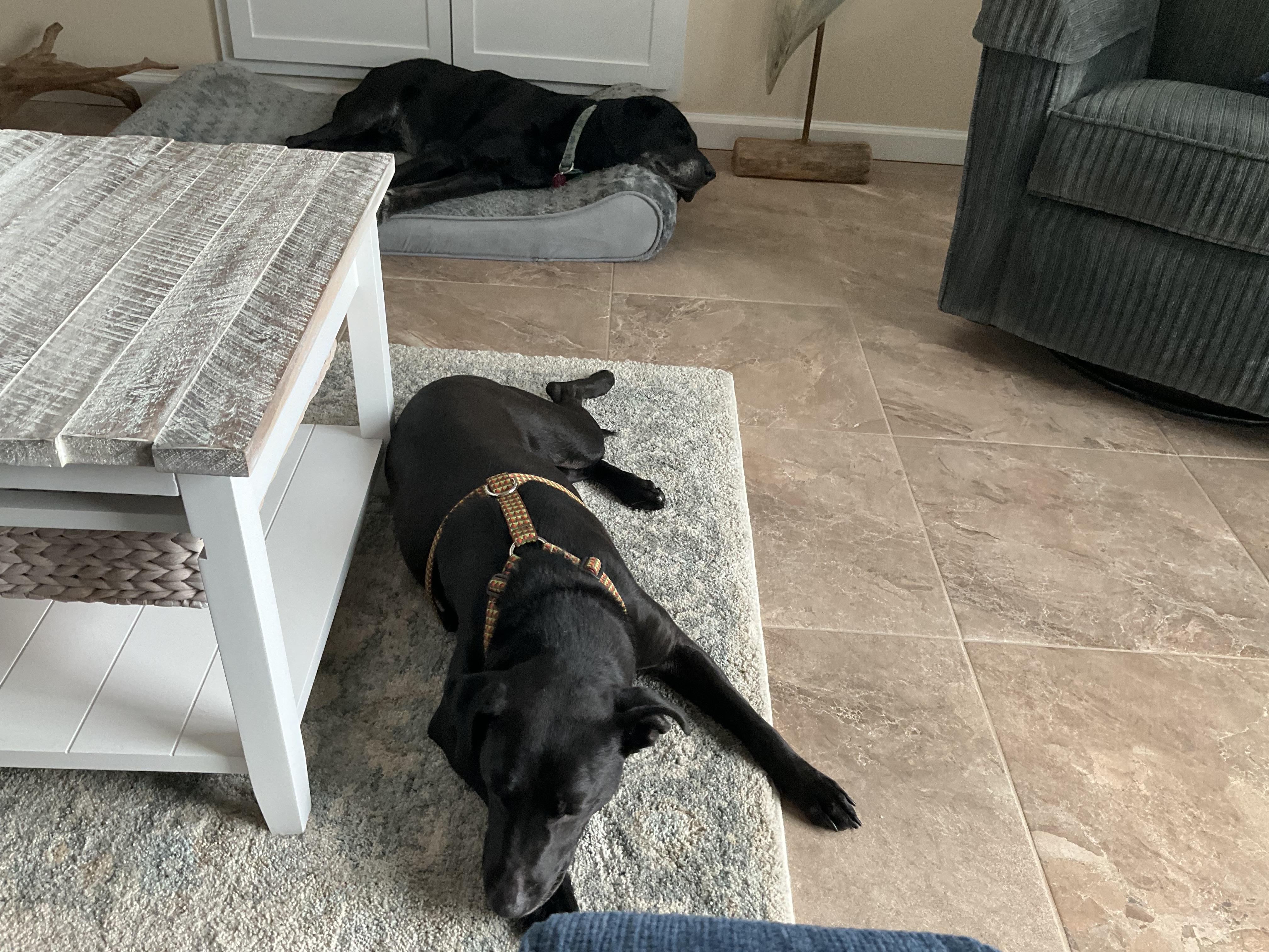 Enlarge Lola, a ADOPTABLE Mixed Breed in Grandy, NC image 2/5