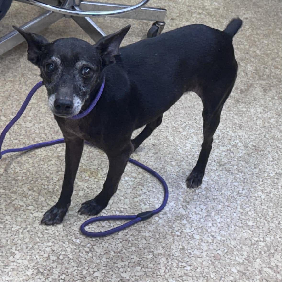 Lil Bit, ADOPTABLE, Adult Female Miniature Pinscher.