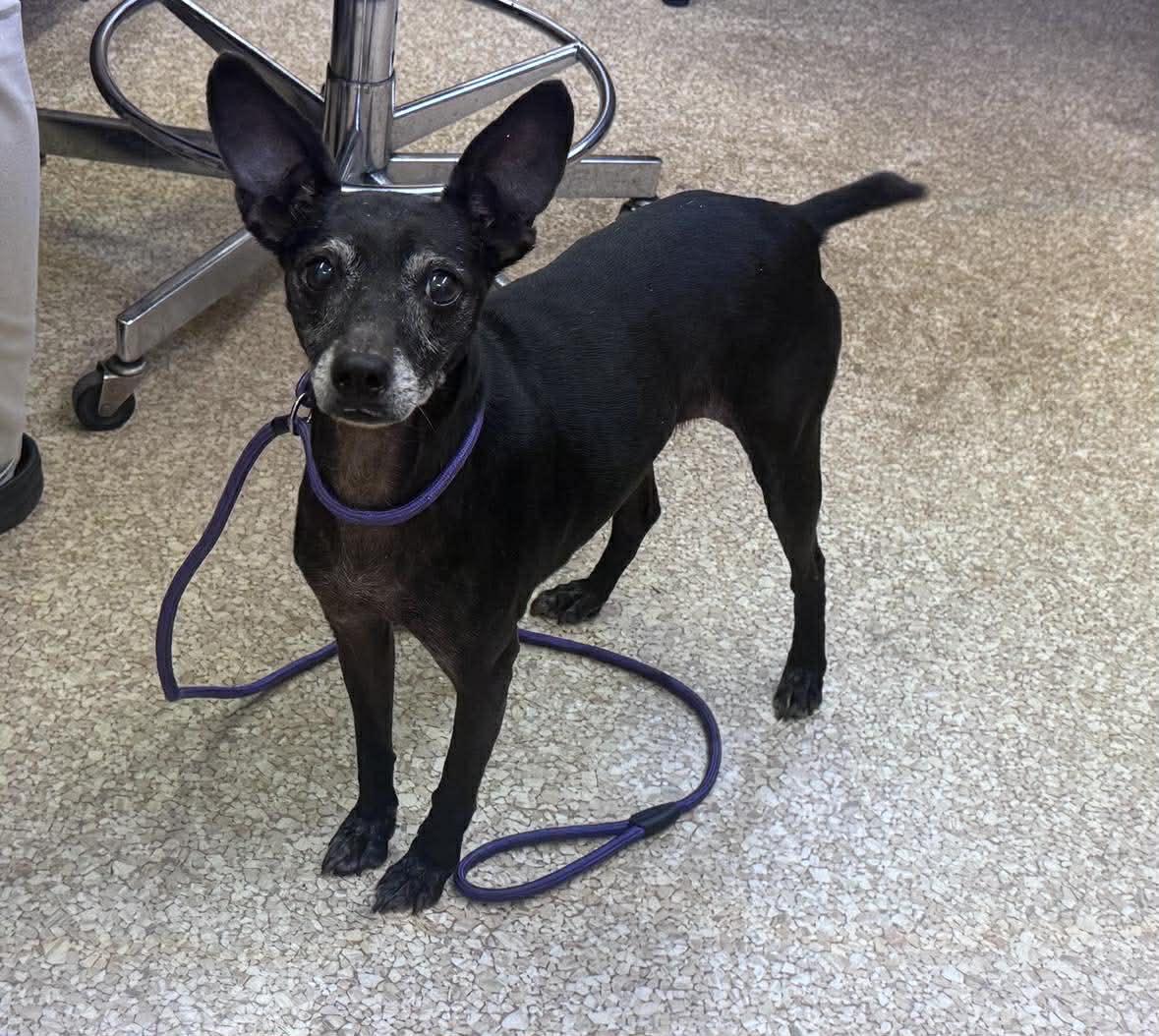 Lil Bit, a ADOPTABLE mixed breed in Hazelwood, MO image 3/4