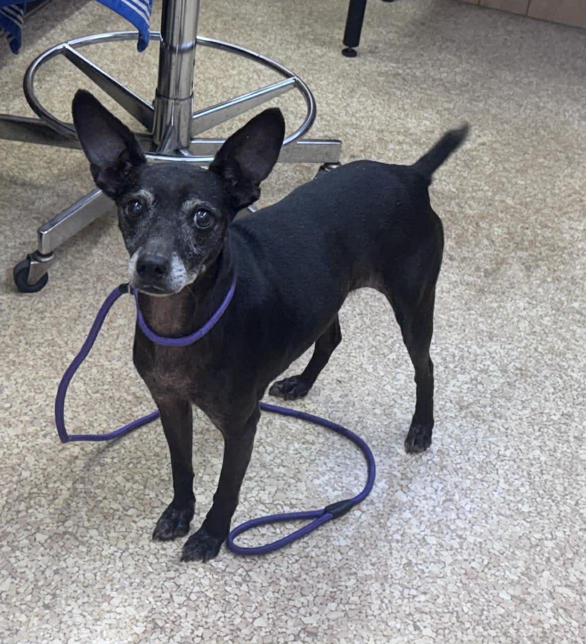 Lil Bit, a ADOPTABLE mixed breed in Hazelwood, MO image 4/4