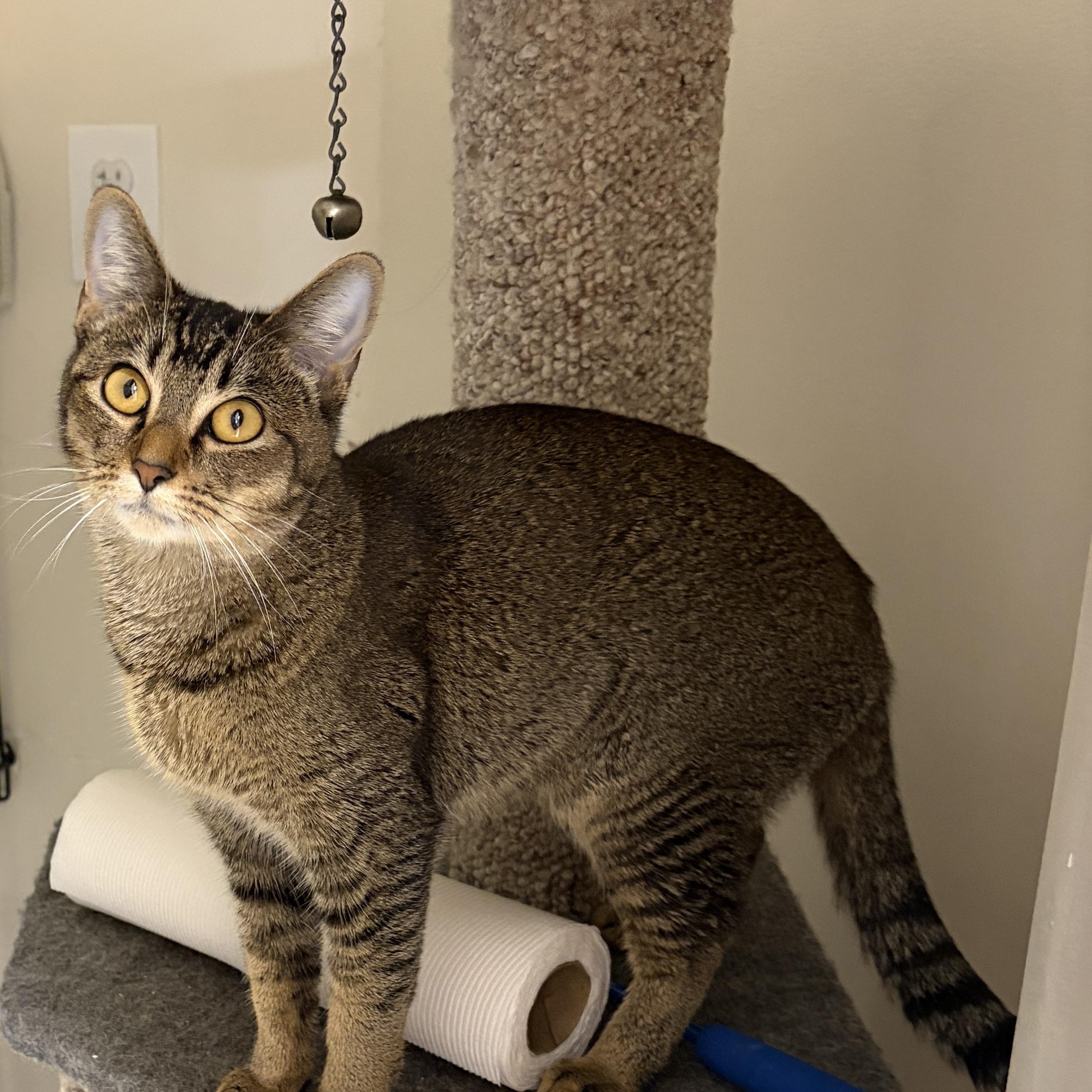Luna Tuna, an adopted Tabby in Medford, MA image 1/3