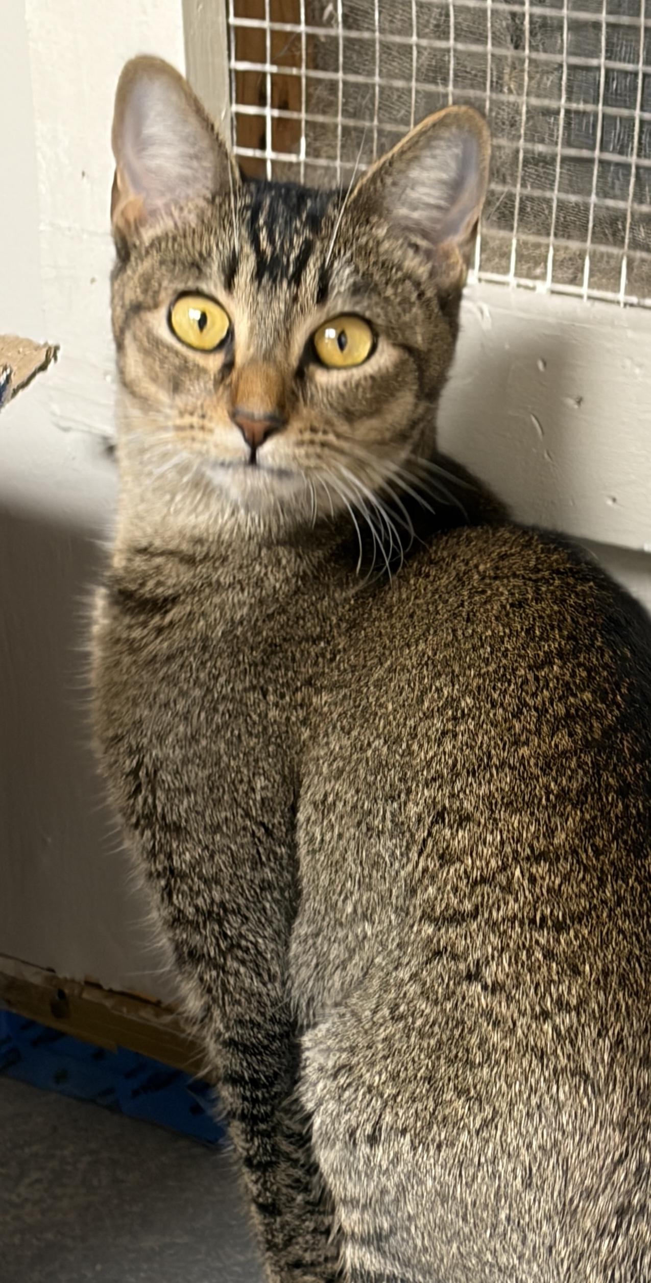 Luna Tuna, an adopted Tabby in Medford, MA image 3/3