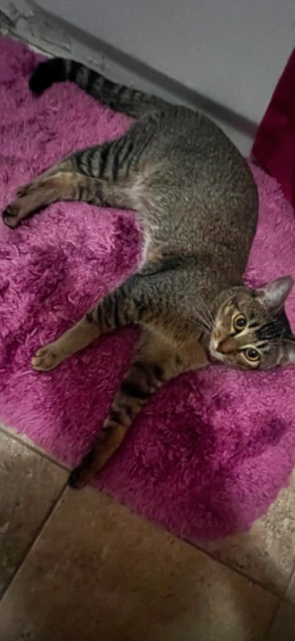 Luna Tuna, an adopted Tabby in Medford, MA image 2/3