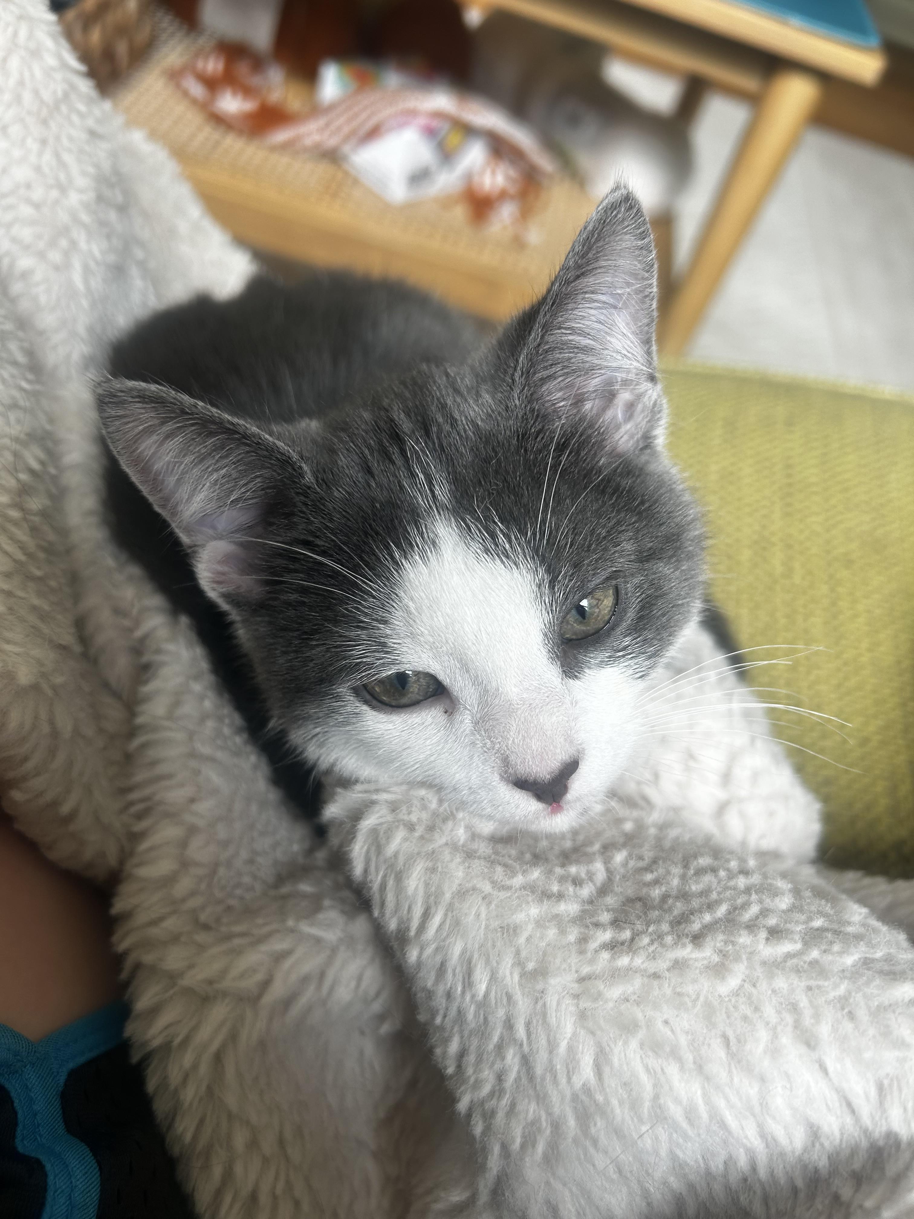 Enlarge Lennox, a Adoptable Domestic Short Hair in Macomb, MI image 2/4