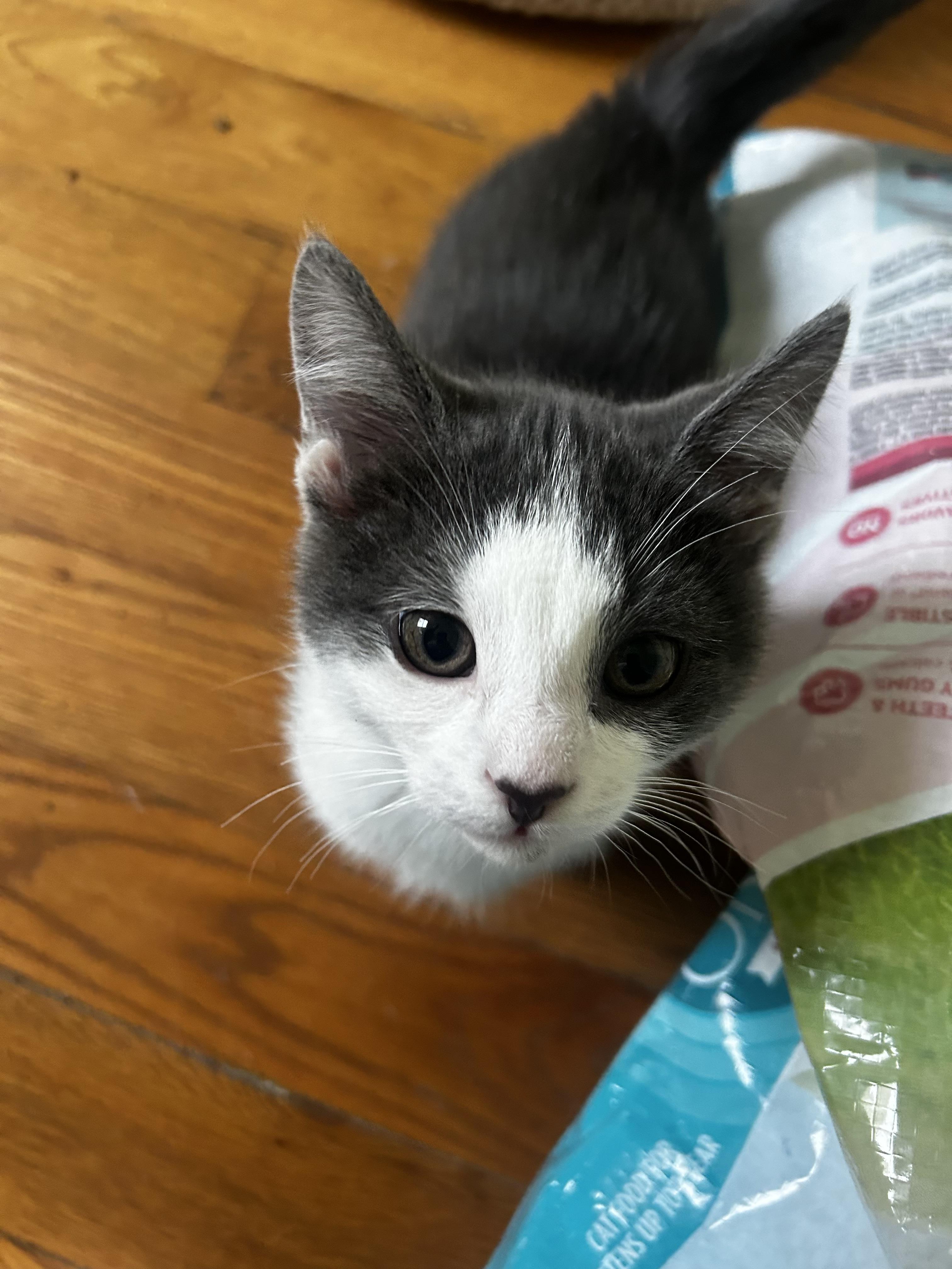 Enlarge Lennox, a Adoptable Domestic Short Hair in Macomb, MI image 4/4
