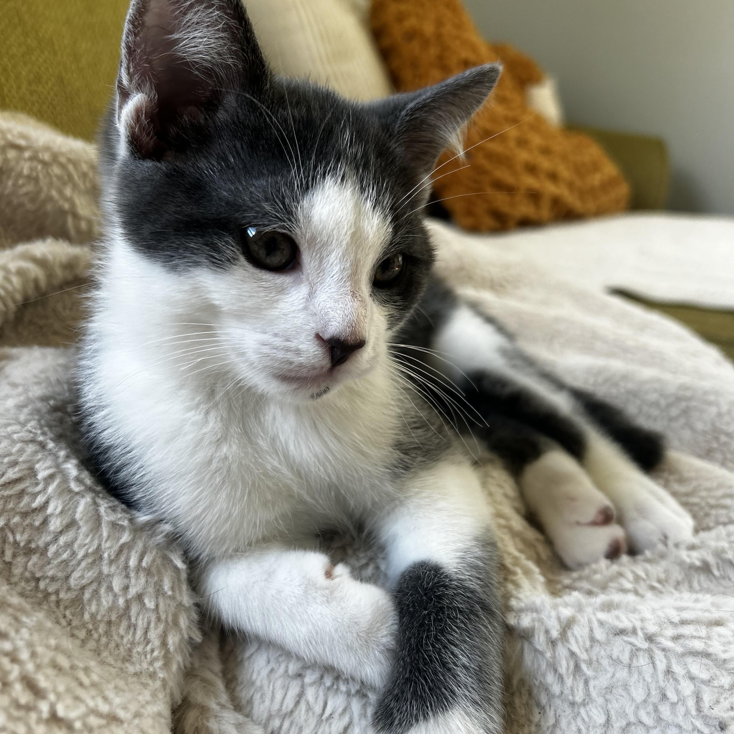 Enlarge Lennox, a Adoptable Domestic Short Hair in Macomb, MI image 1/4