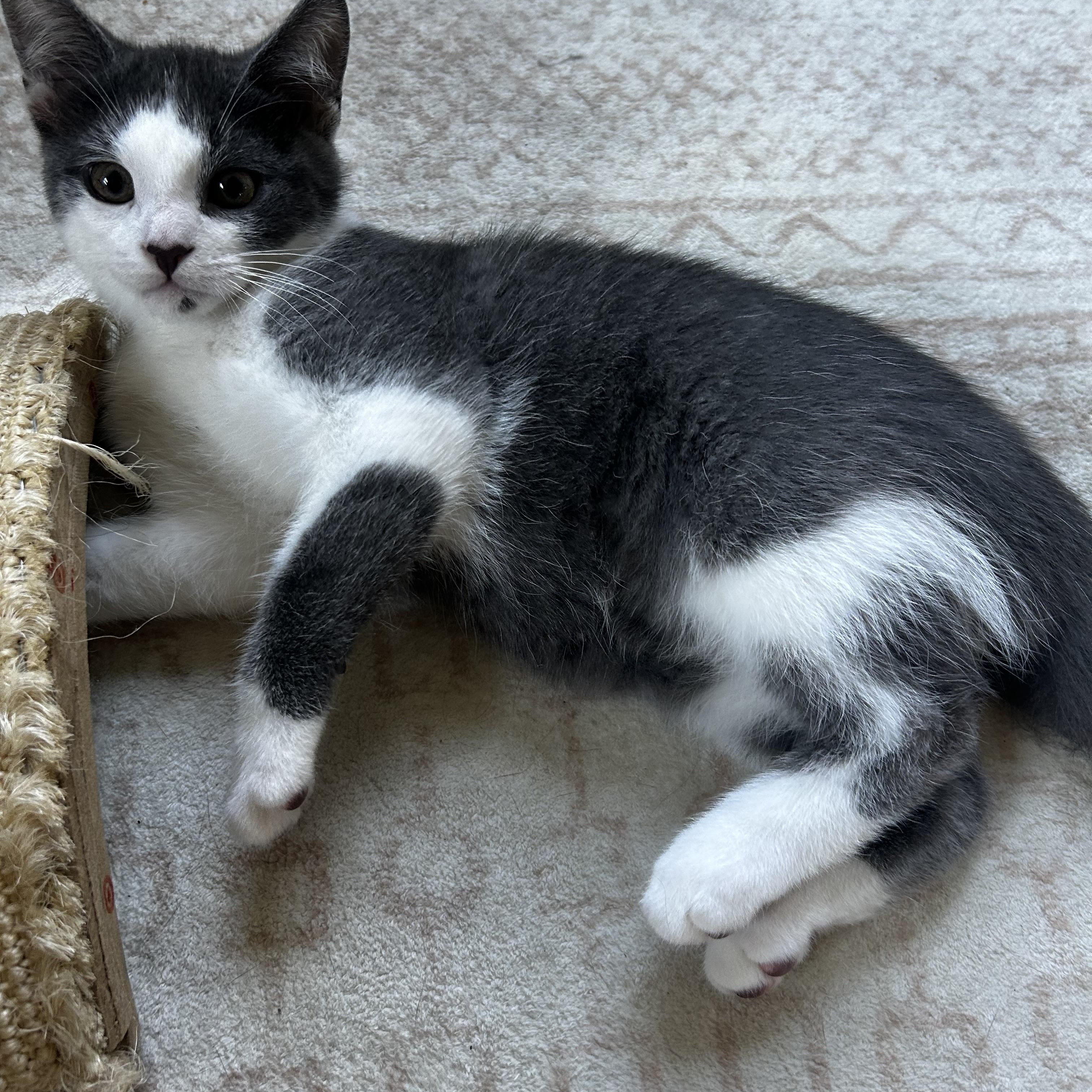 Lennox - a lover, Adoptable, Kitten Male Domestic Short Hair.