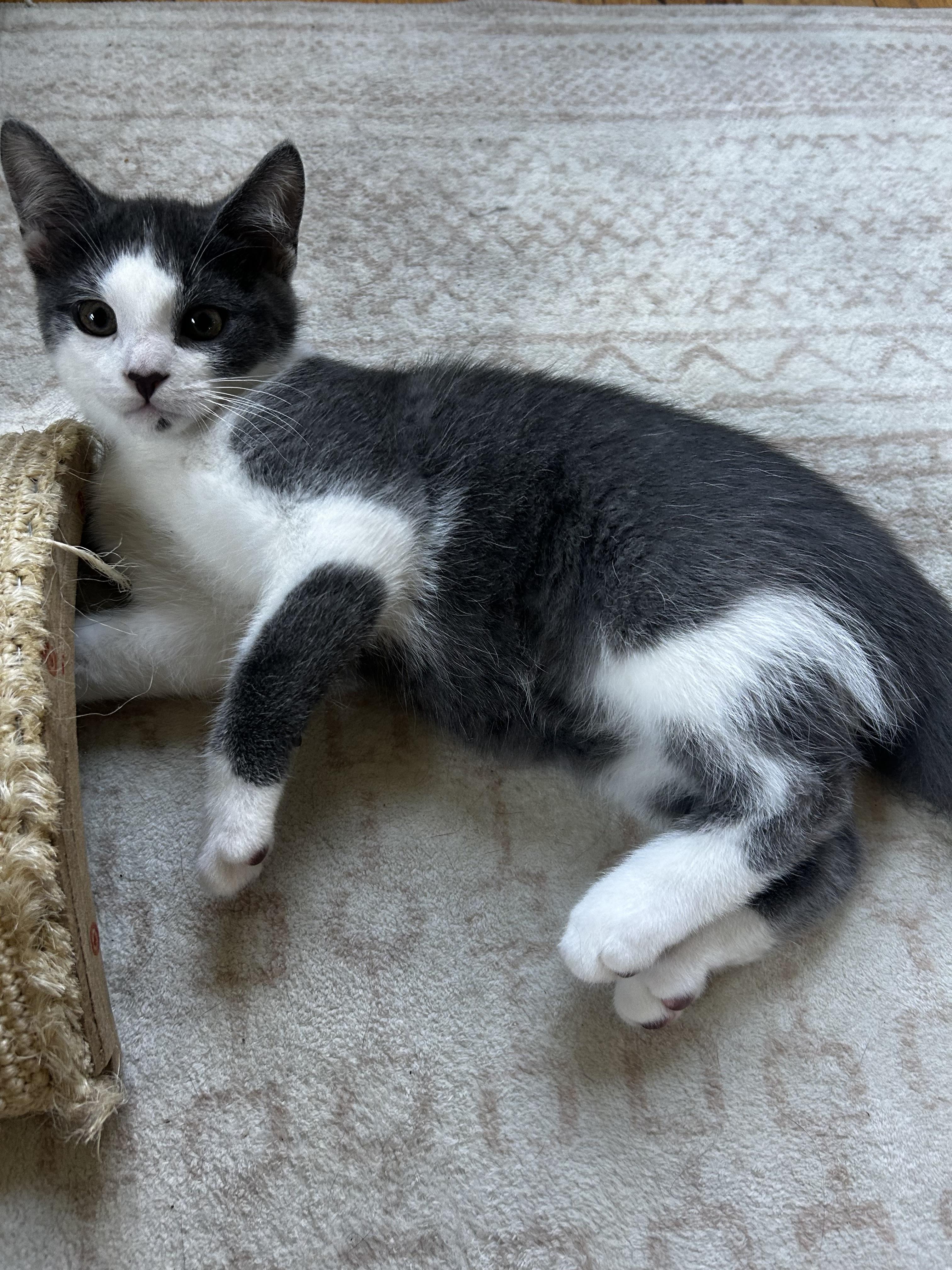 Enlarge Lennox, a Adoptable Domestic Short Hair in Macomb, MI image 3/4