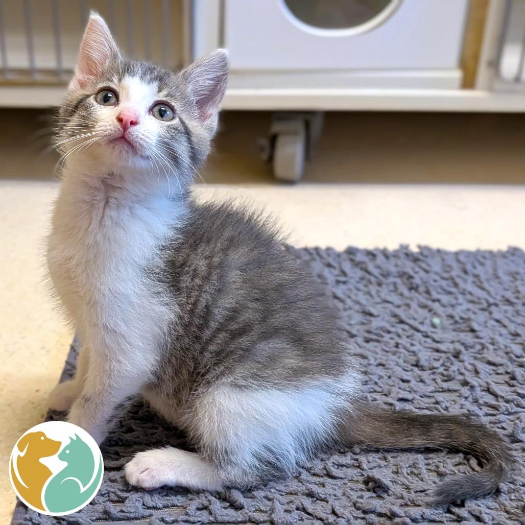 Enlarge Big Al, a Adopted Domestic Short Hair in Toledo, OH image 1/1