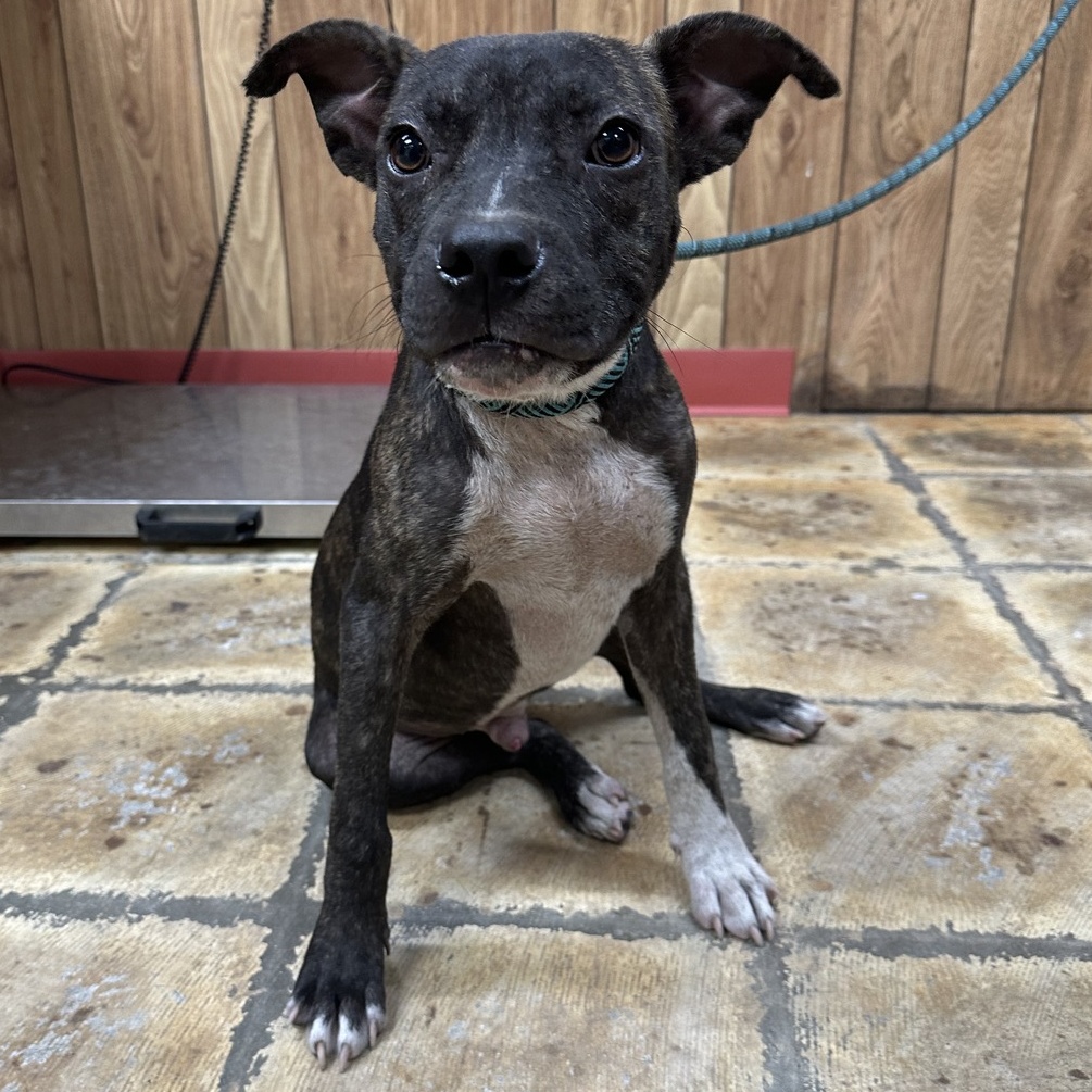 Claude, an adoptable Mixed Breed in Selma, AL, 36701 | Photo Image 1