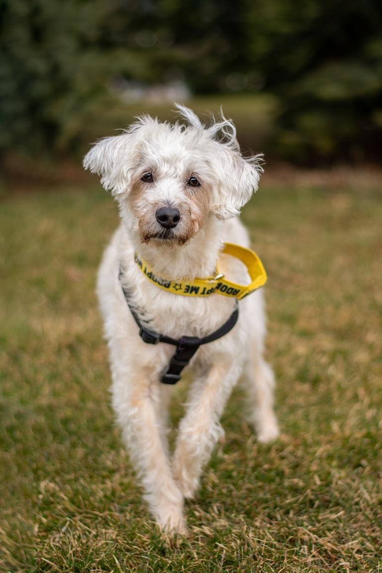 Enlarge Fredy, a ADOPTABLE Mixed Breed in Mississauga, ON image 3/6