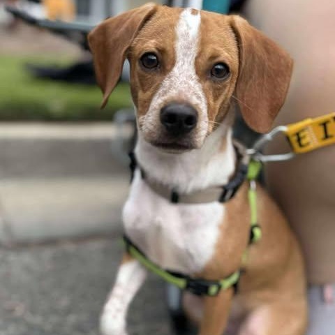 Texas Pete, Adoptable, Young Male Hound & Mixed Breed.