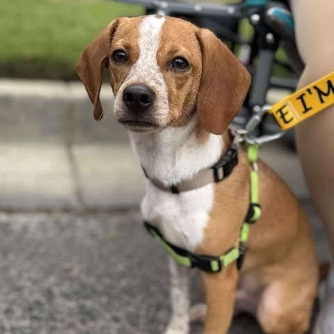 Texas Pete, a Adoptable mixed breed in Wando, SC image 2/5