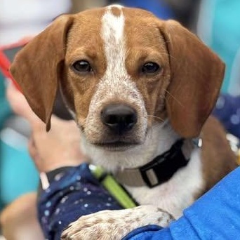 Texas Pete, a Adoptable mixed breed in Wando, SC image 3/5