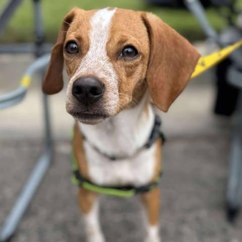 Texas Pete, a Adoptable mixed breed in Wando, SC image 4/5