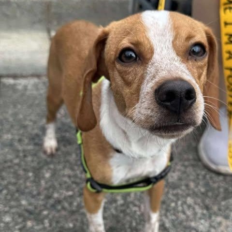 Texas Pete, a Adoptable mixed breed in Wando, SC image 5/5