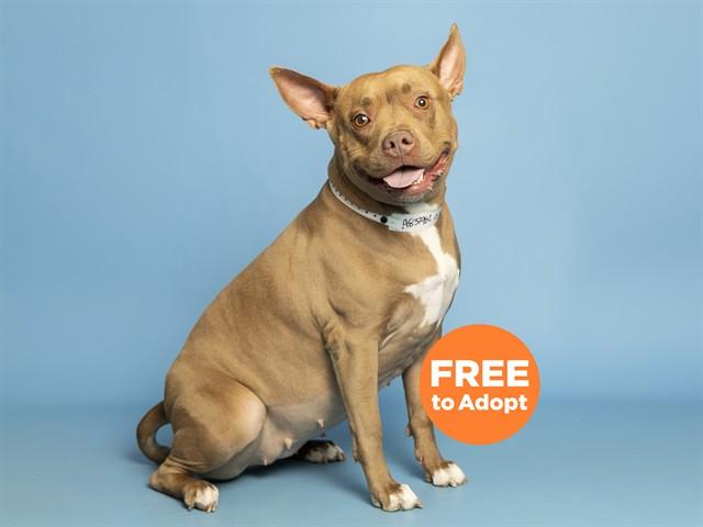 Enlarge COCO, a Adoptable mixed breed in Phoenix, AZ image 1/1