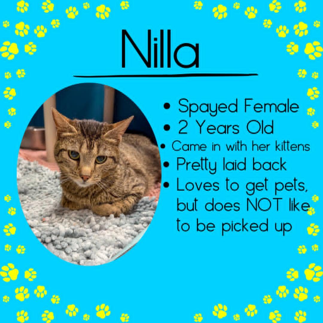 Nilla, ADOPTABLE, Adult Female Domestic Short Hair.