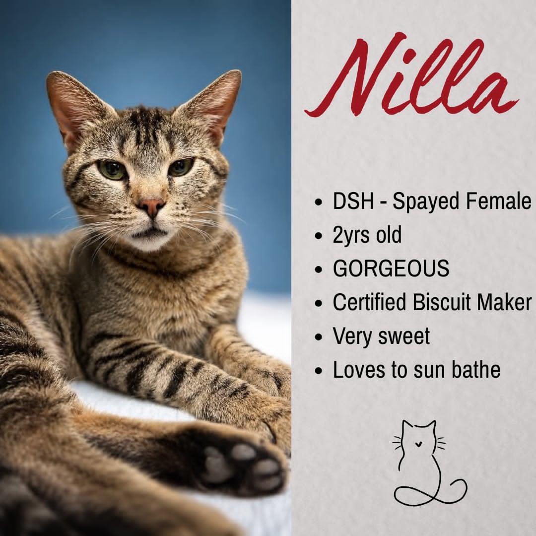 Enlarge Nilla, a ADOPTABLE Domestic Short Hair in Junction City, KS image 1/1