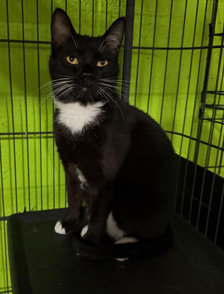 Enlarge Oreo Sch'moreo, a Adoptable mixed breed in Lancaster, PA image 1/1