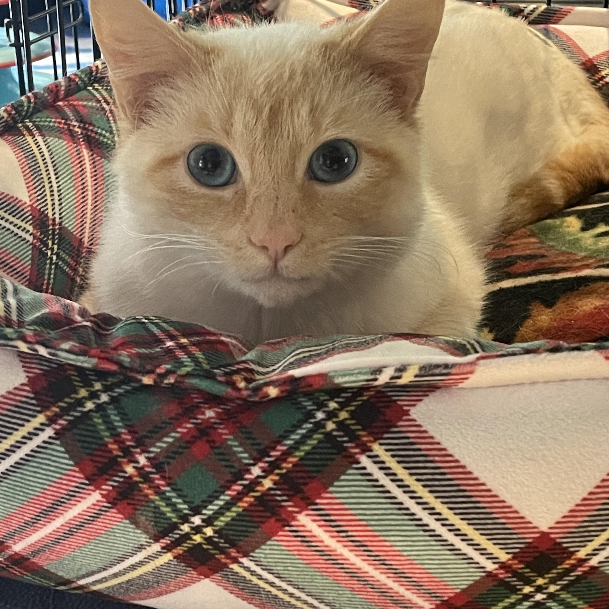 Flame, Young Male unknown