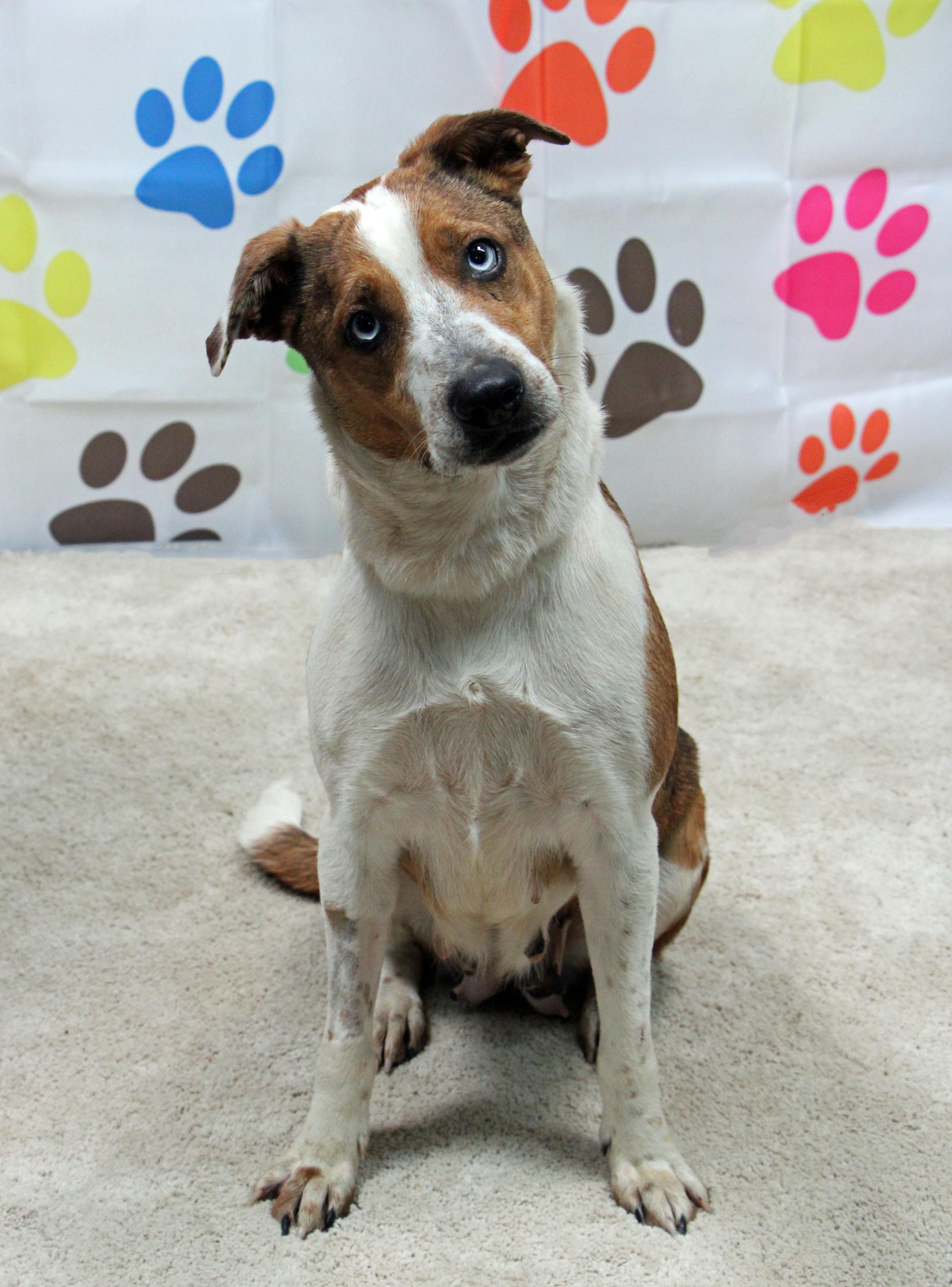 Cecelia, ADOPTABLE, Adult Female Catahoula Leopard Dog & Mixed Breed.