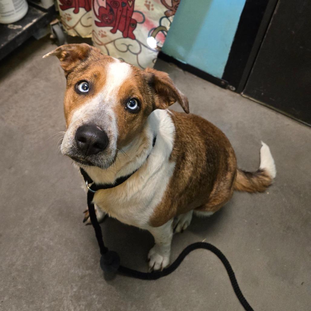 Enlarge Cecelia, a ADOPTABLE mixed breed in Graham, TX image 3/5